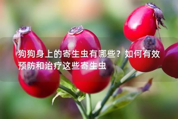 狗狗身上的寄生蟲有哪些？如何有效預防和治療這些寄生蟲