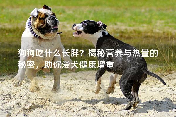 狗狗吃什么長胖?揭秘營養與熱量的秘密,助你愛犬健康增重 狗狗吃什么長胖?揭秘營養與熱量的秘密,助你愛犬健康增重