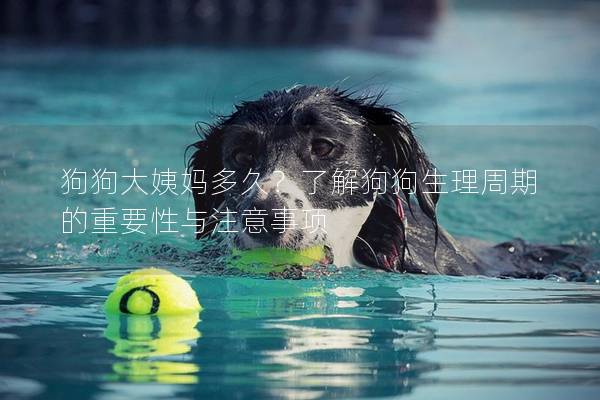 狗狗大姨媽多久？了解狗狗生理周期的重要性與注意事項
