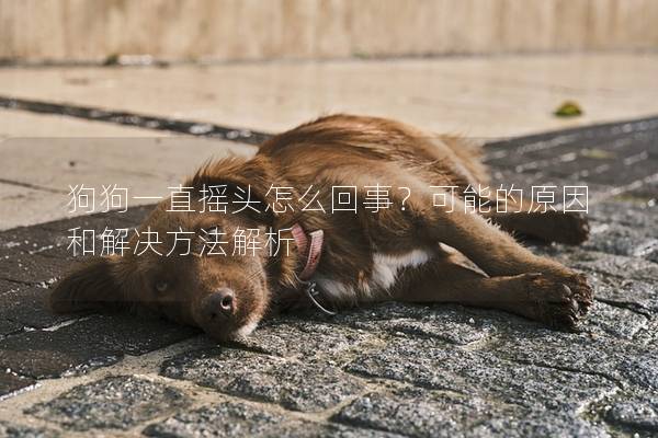 狗狗一直搖頭怎么回事？可能的原因和解決方法解析