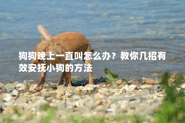狗狗晚上一直叫怎么辦？教你幾招有效安撫小狗的方法
