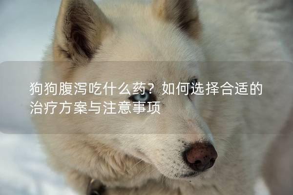 狗狗腹瀉吃什么藥？如何選擇合適的治療方案與注意事項(xiàng)
