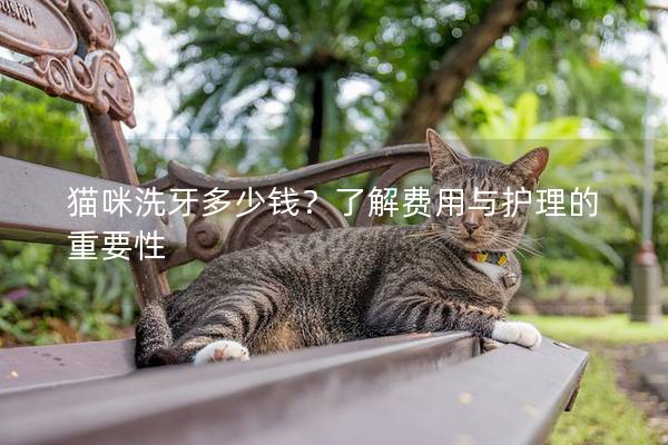 貓咪洗牙多少錢(qián)？了解費(fèi)用與護(hù)理的重要性
