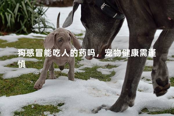 狗感冒能吃人的藥嗎，寵物健康需謹慎