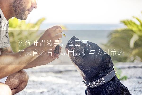 狗狗吐胃液是怎么回事, 鏟屎官必看：原因分析與應對策略