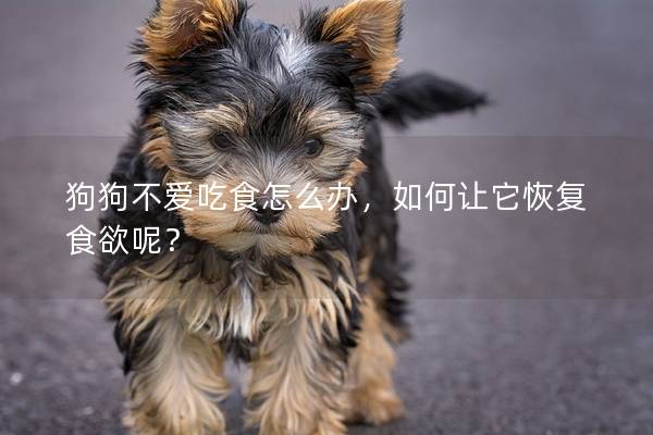 狗狗不愛吃食怎么辦，如何讓它恢復食欲呢？