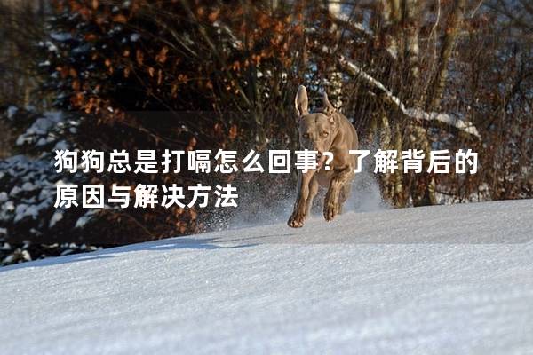 狗狗總是打嗝怎么回事？了解背后的原因與解決方法