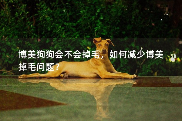 博美狗狗會不會掉毛,如何減少博美掉毛問題? 博美狗狗會不會掉毛,如何減少博美掉毛問題?