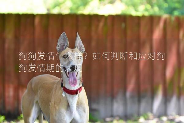 狗狗發(fā)情什么樣？如何判斷和應(yīng)對狗狗發(fā)情期的表現(xiàn)
