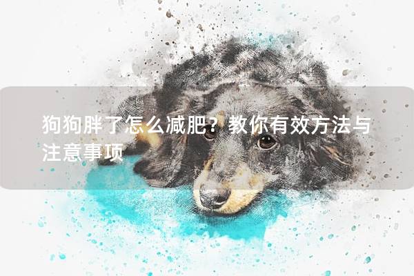 狗狗胖了怎么減肥？教你有效方法與注意事項(xiàng)