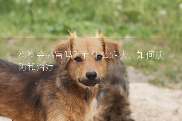 狗狗會感冒嗎?有什么癥狀,如何預防和治療 狗狗會感冒嗎?有什么癥狀,如何預防和治療