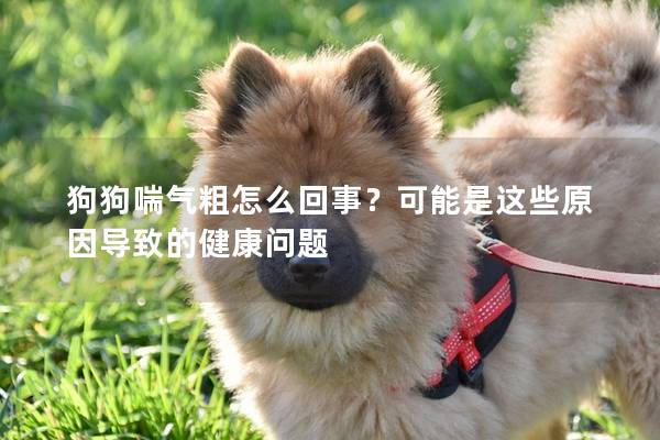 狗狗喘氣粗怎么回事？可能是這些原因導致的健康問題