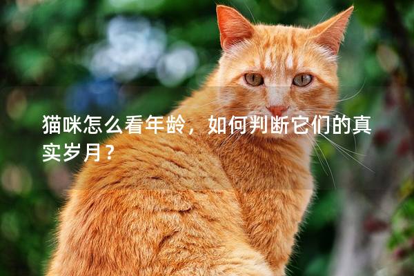 貓咪怎么看年齡，如何判斷它們的真實歲月？