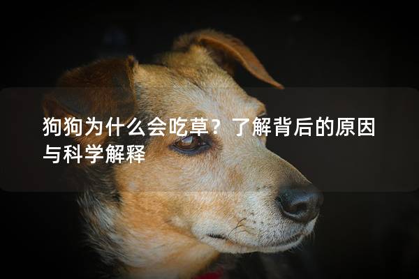 狗狗為什么會吃草？了解背后的原因與科學(xué)解釋