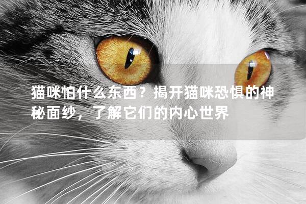 貓咪怕什么東西？揭開貓咪恐懼的神秘面紗，了解它們的內心世界