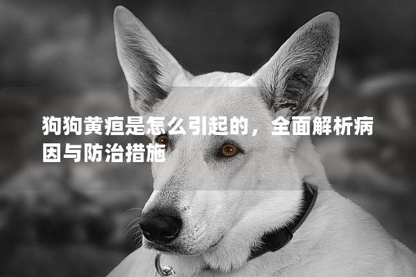 狗狗黃疸是怎么引起的，全面解析病因與防治措施