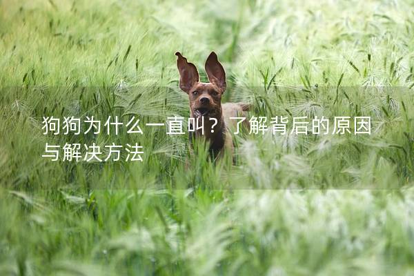 狗狗為什么一直叫?了解背后的原因與解決方法 狗狗為什么一直叫?了解背后的原因與解決方法