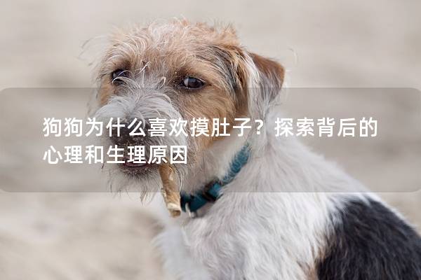 狗狗為什么喜歡摸肚子？探索背后的心理和生理原因
