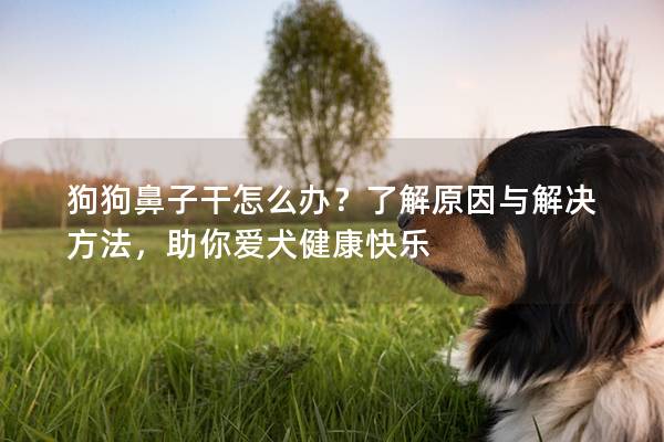 狗狗鼻子干怎么辦？了解原因與解決方法，助你愛犬健康快樂