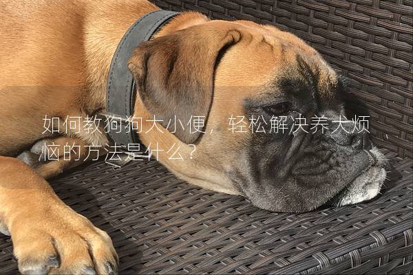 如何教狗狗大小便,輕松解決養犬煩惱的方法是什么? 如何教狗狗大小便,輕松解決養犬煩惱的方法是什么?