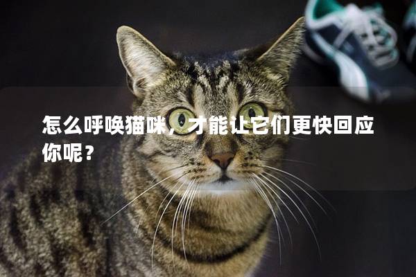 怎么呼喚貓咪,才能讓它們更快回應你呢? 怎么呼喚貓咪,才能讓它們更快回應你呢?