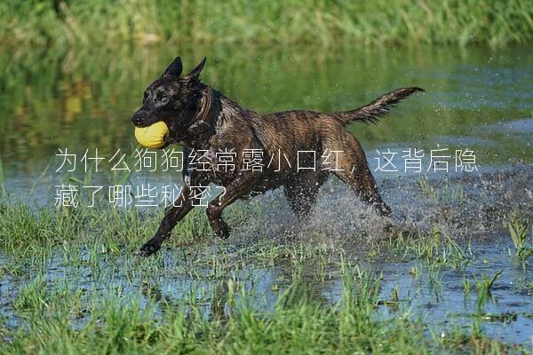 為什么狗狗經常露小口紅，這背后隱藏了哪些秘密？