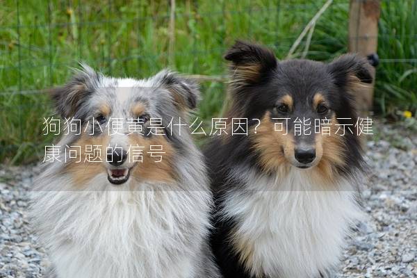 狗狗小便黃是什么原因？可能暗示健康問題的信號(hào)