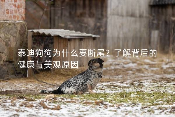 泰迪狗狗為什么要斷尾？了解背后的健康與美觀原因