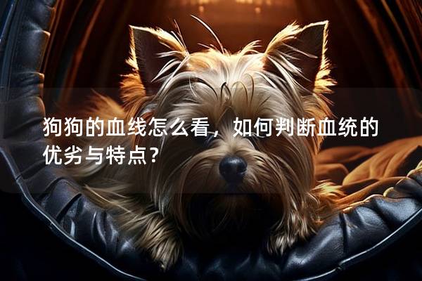 狗狗的血線怎么看，如何判斷血統的優劣與特點？