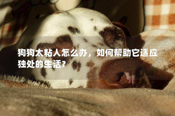 狗狗太粘人怎么辦，如何幫助它適應獨處的生活？