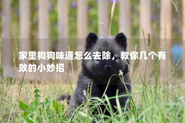 家里狗狗味道怎么去除，教你幾個有效的小妙招