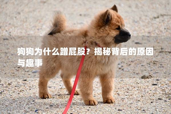 狗狗為什么蹭屁股?揭秘背后的原因與趣事 狗狗為什么蹭屁股?揭秘背后的原因與趣事