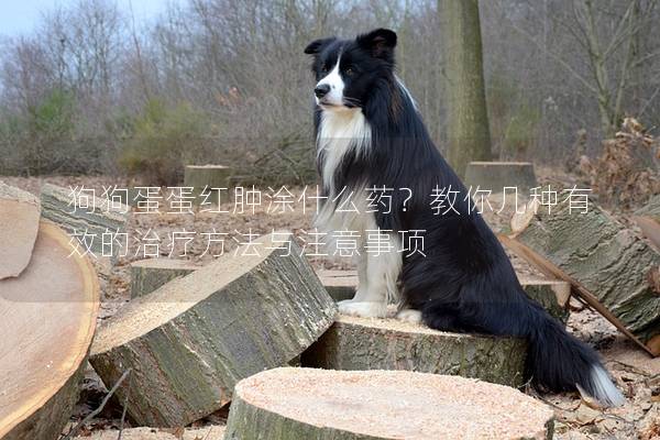 狗狗蛋蛋紅腫涂什么藥？教你幾種有效的治療方法與注意事項(xiàng)