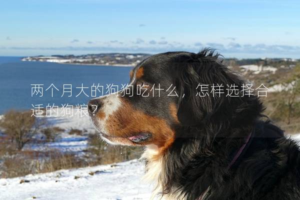 兩個(gè)月大的狗狗吃什么，怎樣選擇合適的狗糧？