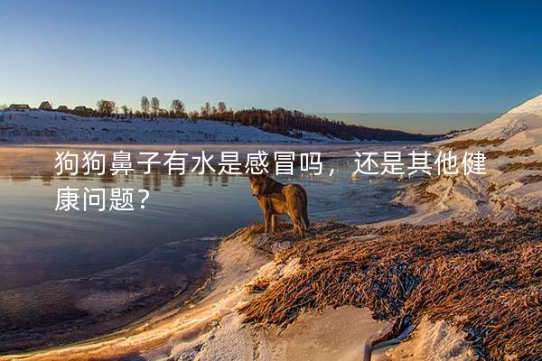 狗狗鼻子有水是感冒嗎，還是其他健康問題？