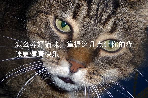 怎么養好貓咪，掌握這幾點讓你的貓咪更健康快樂