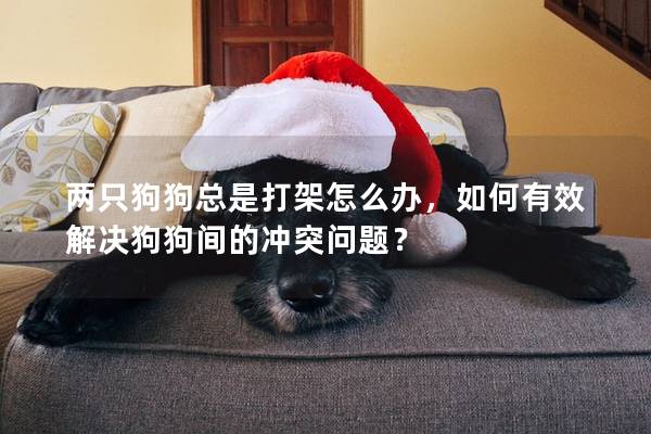 兩只狗狗總是打架怎么辦，如何有效解決狗狗間的沖突問題？