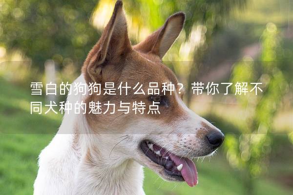 雪白的狗狗是什么品種？帶你了解不同犬種的魅力與特點