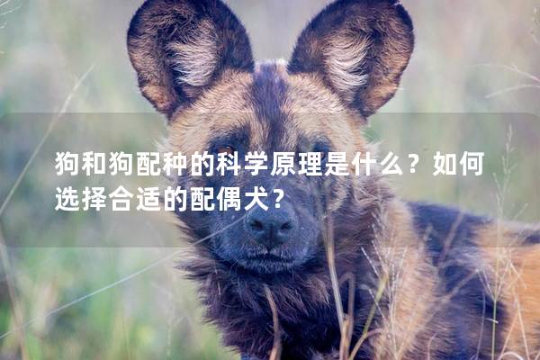 狗和狗配種的科學(xué)原理是什么？如何選擇合適的配偶犬？