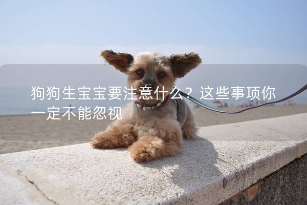 狗狗生寶寶要注意什么？這些事項你一定不能忽視
