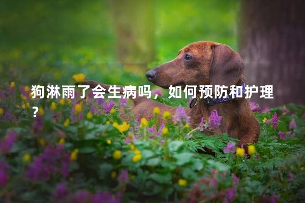 狗淋雨了會生病嗎，如何預(yù)防和護(hù)理？