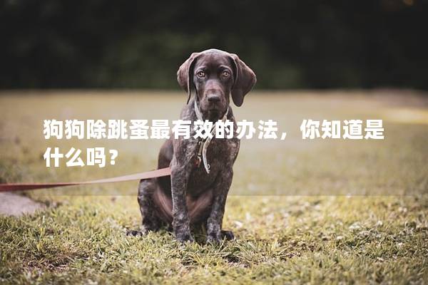 狗狗除跳蚤最有效的辦法,你知道是什么嗎? 狗狗除跳蚤最有效的辦法,你知道是什么嗎?
