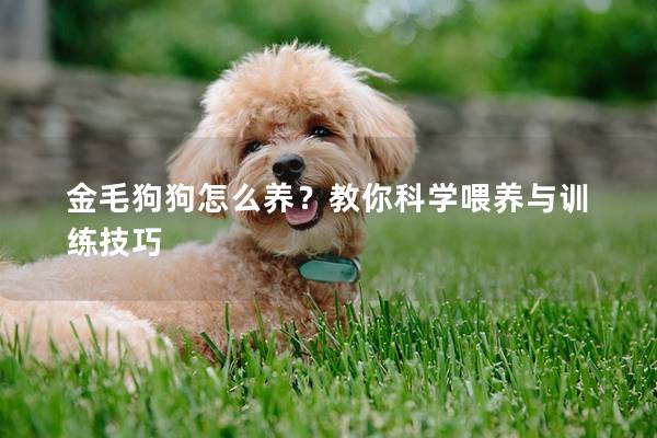金毛狗狗怎么養?教你科學喂養與訓練技巧 金毛狗狗怎么養?教你科學喂養與訓練技巧