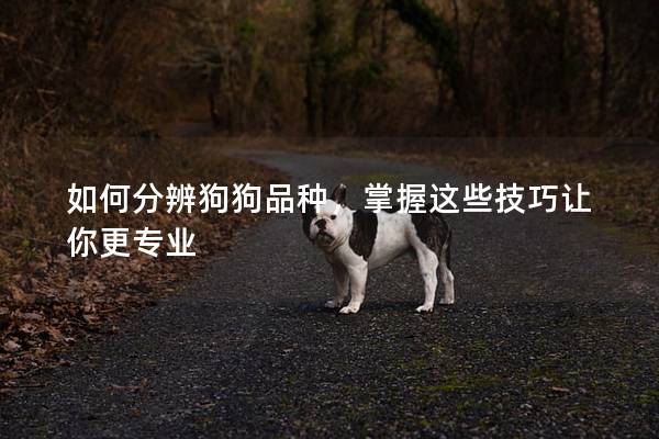 如何分辨狗狗品種，掌握這些技巧讓你更專業(yè)