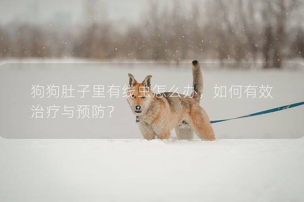 狗狗肚子里有線蟲怎么辦，如何有效治療與預防？