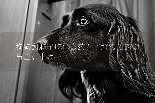 狗狗翻腸子吃什么藥？了解常見藥物與注意事項