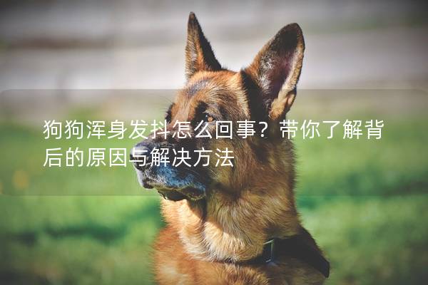 狗狗渾身發(fā)抖怎么回事？帶你了解背后的原因與解決方法