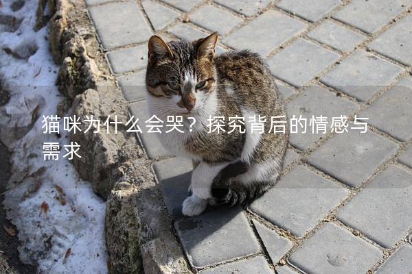 貓咪為什么會哭？探究背后的情感與需求