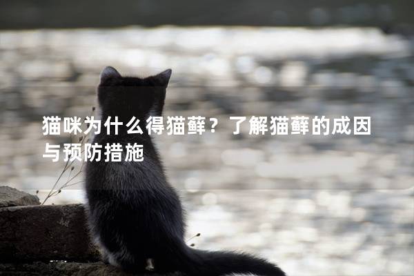 貓咪為什么得貓蘚？了解貓蘚的成因與預防措施