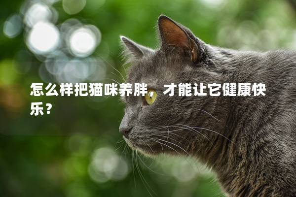 怎么樣把貓咪養(yǎng)胖，才能讓它健康快樂(lè)？